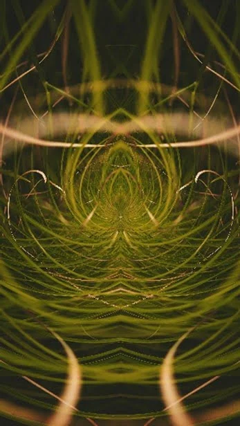 Composition abstraite de végétaux aux formes symétriques